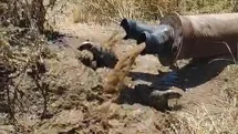 Diyarbakır'da Sulama Borusundan Porsuklar Çıktı