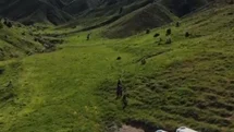 Tunceli'de Ayı Saldırısı