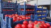Hatay'da Domates Fiyatları Düşüşte