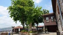 Kocaeli'de Asırlık Çınar Ağacı Ayakta Kalmayı Başarıyor