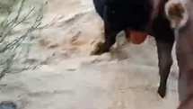 Yusufeli'nde Taşan Dereyi Geçen Hayvanlar