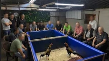 İzmir'de Horoz Dövüşü Operasyonu