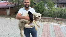 Tokat'ta Kırık Kuzuya Yardım Eli