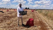 Şanlıurfa'da Sarımsak Hasadı Sürüyor