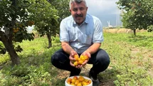Ziraat mühendisinin tavsiyesiyle diktiği kayısıdan 6 yıldır ürün alıyor