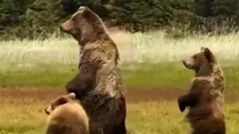Bolu'da Anne Ayı ve Yavruları Görüntülendi