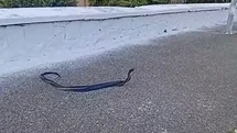 Bozdoğan’da yılanların çiftleşme dansı kamerada