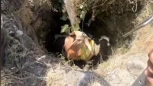 Osmaniye'de Buzağı Kurtarma Operasyonu
