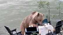 Tunceli’de Ayının Piknik Keyfi
