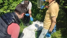 Kahverengi kokarcaya karşı samuray arısı seferberliği