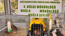 Muğla’da Kaçak Hayvan Ticareti Operasyonu