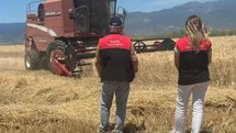 Edremit'te Buğday Hasadı Başladı