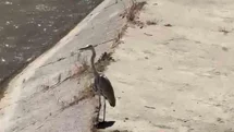 Gri balıkçıl ile martı aynı karede av bekledi
