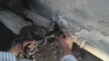 Bakmaya bile korkanlar varken o koluna dolanan 1 buçuk metrelik 2 yılanı saklandığı delikte yakaladı