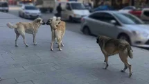 Sahipsiz köpeklerin tamamı yıl sonuna kadar barınaklara alınacak