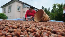 Düzce’den AB ülkelerine 5 bin 291 ton fındık ihraç edildi