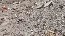 Aç kalan domuzlar sahile indi