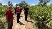 Çal’da dolu yağışı ürünlere zarar verdi
