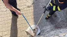 Siirt’te 1 buçuk metrelik yılan evin bahçesinden çıktı