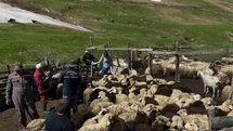 Aydıntepe’de küçükbaş hayvanlarda aşılama ve küpeleme çalışmaları sürüyor