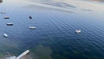 Müsilajın ardından Gemlik Körfezi’nde sevindiren görüntüler