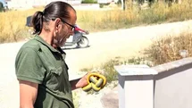 Yılanları çıplak elleriyle yakalayıp doğaya salıyor
