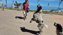 Bunlar da dronsavar köpekler