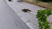 Patnos'ta Ağaçlara Zarar Veren Şahıs Yakalandı