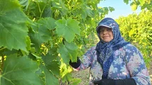 Sarıgöl'de Üzüm Hasadı İçin İmece Usulü Çalışma