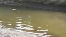 Rize'de Alabalık Tesisinde Balık Telef Oldu