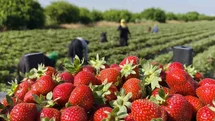 Silifke çileğinde hasadın sonuna gelindi