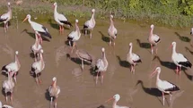 Kırklareli'nde Sarı Gagalı Leylek Görüldü