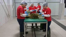 Tarımsal Ürün Fabrikası ile kadınlar üretiyor Efeler kazanıyor