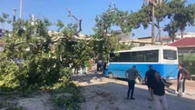 Osmaniye'de Çınar Ağacı Devrildi