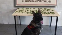 Bolu'da Uyuşturucu Operasyonları Gerçekleşti