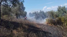 Burhaniye’de zeytinlik yangınına havadan ve karadan müdahale ediliyor