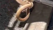 Iğdır'da Yılan Paniği