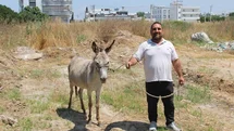 Adana'da Sahipsiz Eşekler Bulundu
