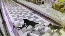Hatay'da Kedi ve Köpek Mücadelesi