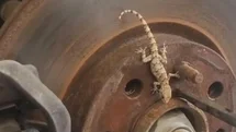 Balata değişimi sırasında tekerlekten çıkan kertenkele şaşırttı