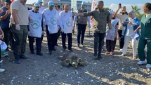 Mersin'de Deniz Kaplumbağaları Yeniden Doğaya Salındı