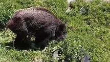 Yaralı domuz köy yakınlarında görüntülendi