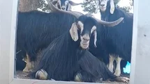 Elazığ'da Fenomen Çobanın Eğlenceli Anları