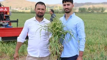Aksaray'da İspanyol Yatırımıyla Sarımsak Üretimi Artacak