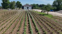 Düzce'de Ata Tohumu Üretimi Artıyor
