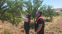 Elazığ'da Badem Bahçeleri Kontrol Ediliyor