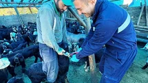 Kütahya Simav'da Hayvan Sağlığı İçin Çalışmalar