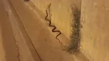 Diyarbakır’da dev yılan paniği