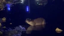 Gece saatlerinde göl kıyısında su samuru görüntülendi