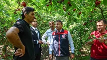 Honaz’da kiraz hasadı başladı